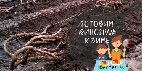 Jak a kdy streamovat hrozny na zimu